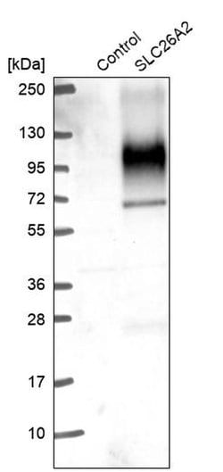 Invitrogen SLC26A2 Polyclonal Antibody 100 &mu;L; Unconjugated:Antibodies,