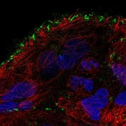 Invitrogen TMEM52B Polyclonal Antibody 100 &mu;L; Unconjugated:Antibodies,