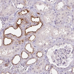 Invitrogen TMEM52B Polyclonal Antibody 100 &mu;L; Unconjugated:Antibodies,