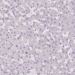 Invitrogen TMEM52B Polyclonal Antibody 100 &mu;L; Unconjugated:Antibodies,