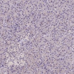 Invitrogen TMEM52B Polyclonal Antibody 100 &mu;L; Unconjugated:Antibodies,