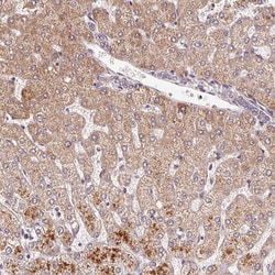 Invitrogen C6orf222 Polyclonal Antibody 100 &mu;L; Unconjugated:Antibodies,