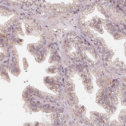 Invitrogen TSPAN12 Polyclonal Antibody 100 &mu;L; Unconjugated:Antibodies,
