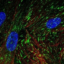 Invitrogen LIMS2 Polyclonal Antibody 100 &mu;L; Unconjugated:Antibodies,