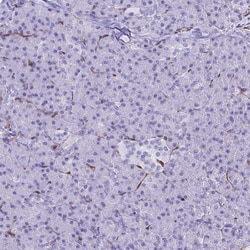 Invitrogen LIMS2 Polyclonal Antibody 100 &mu;L; Unconjugated:Antibodies,