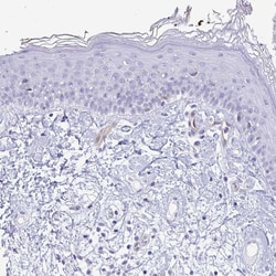 Invitrogen LIMS2 Polyclonal Antibody 100 &mu;L; Unconjugated:Antibodies,