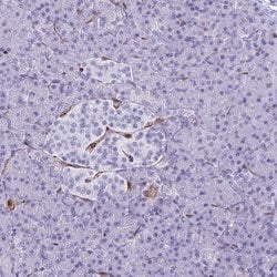 Invitrogen LIMS2 Polyclonal Antibody 100 &mu;L; Unconjugated:Antibodies,