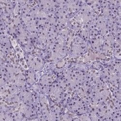 Invitrogen SETD1A Polyclonal Antibody 100 &mu;L; Unconjugated:Antibodies,
