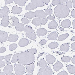 Invitrogen SNTN Polyclonal Antibody 100 &mu;L; Unconjugated:Antibodies,