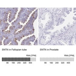Invitrogen SNTN Polyclonal Antibody 100 &mu;L; Unconjugated:Antibodies,
