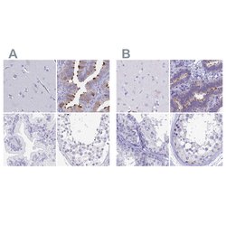 Invitrogen SNTN Polyclonal Antibody 100 &mu;L; Unconjugated:Antibodies,