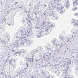 Invitrogen SNTN Polyclonal Antibody 100 &mu;L; Unconjugated:Antibodies,