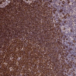 Invitrogen UXT Polyclonal Antibody 100 &mu;L; Unconjugated:Antibodies,