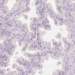 Invitrogen FXYD4 Polyclonal Antibody 100 &mu;L; Unconjugated:Antibodies,