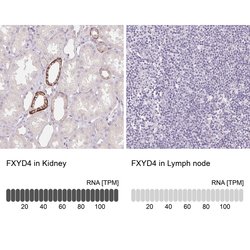 Invitrogen FXYD4 Polyclonal Antibody 100 &mu;L; Unconjugated:Antibodies,