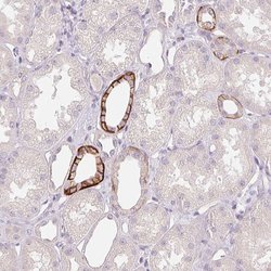 Invitrogen FXYD4 Polyclonal Antibody 100 &mu;L; Unconjugated:Antibodies,