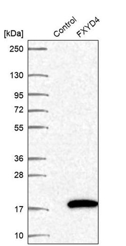 Invitrogen FXYD4 Polyclonal Antibody 100 &mu;L; Unconjugated:Antibodies,