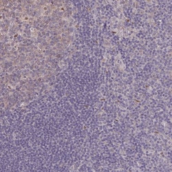 Invitrogen LIX1 Polyclonal Antibody 100 &mu;L; Unconjugated:Antibodies,