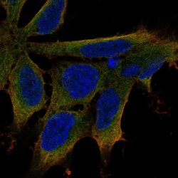 Invitrogen LIX1 Polyclonal Antibody 100 &mu;L; Unconjugated:Antibodies,