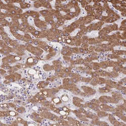 Invitrogen Cytochrome B5 Polyclonal Antibody 100 &mu;L; Unconjugated:Antibodies,