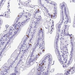 Invitrogen Bestrophin 4 Polyclonal Antibody 100 &mu;L; Unconjugated:Antibodies,