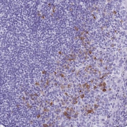 Invitrogen Bestrophin 4 Polyclonal Antibody 100 &mu;L; Unconjugated:Antibodies,