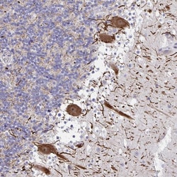 Invitrogen HMBOX1 Polyclonal Antibody 100 &mu;L; Unconjugated:Antibodies,