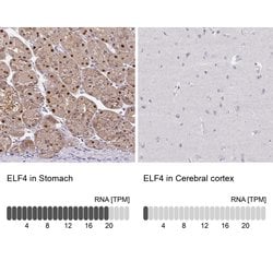 Invitrogen ELF4 Polyclonal Antibody 100 &mu;L; Unconjugated:Antibodies,