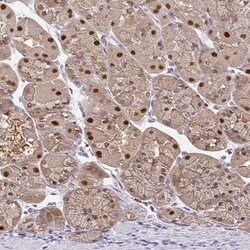 Invitrogen ELF4 Polyclonal Antibody 100 &mu;L; Unconjugated:Antibodies,