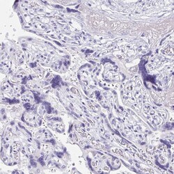 Invitrogen ZPBP Polyclonal Antibody 100 &mu;L; Unconjugated:Antibodies,