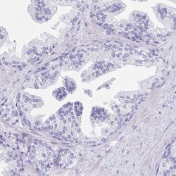 Invitrogen ZPBP Polyclonal Antibody 100 &mu;L; Unconjugated:Antibodies,