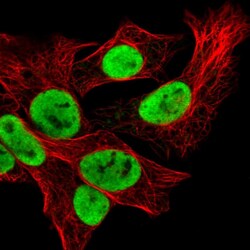 Invitrogen hnRNP U Polyclonal Antibody 100 &mu;L; Unconjugated:Antibodies,