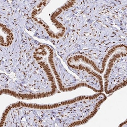 Invitrogen hnRNP U Polyclonal Antibody 100 &mu;L; Unconjugated:Antibodies,