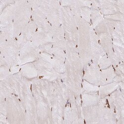 Invitrogen hnRNP U Polyclonal Antibody 100 &mu;L; Unconjugated:Antibodies,