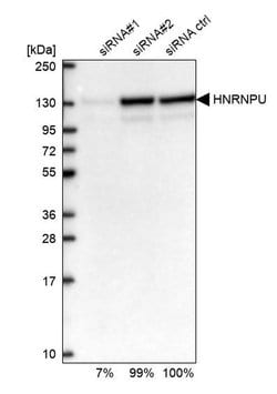 Invitrogen hnRNP U Polyclonal Antibody 100 &mu;L; Unconjugated:Antibodies,