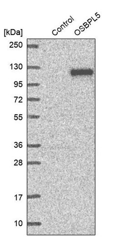 Invitrogen ORP5 Polyclonal Antibody 100 &mu;L; Unconjugated:Antibodies,