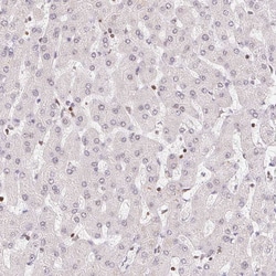 Invitrogen POLD3 Polyclonal Antibody 100 &mu;L | Buy Online | Invitrogen&trade; | Fisher Scientific