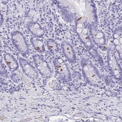 Invitrogen AVIL Polyclonal Antibody 100 &mu;L; Unconjugated:Antibodies,