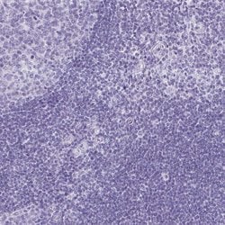 Invitrogen AVIL Polyclonal Antibody 100 &mu;L; Unconjugated:Antibodies,