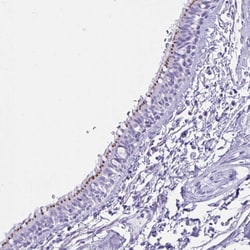 Invitrogen MRGPRG Polyclonal Antibody 100 &mu;L; Unconjugated:Antibodies,