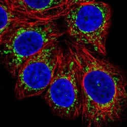 Invitrogen MP68 Polyclonal Antibody 100 &mu;L; Unconjugated:Antibodies,
