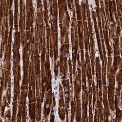Invitrogen MP68 Polyclonal Antibody 100 &mu;L; Unconjugated:Antibodies,