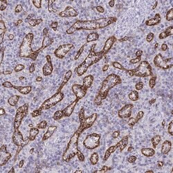 Invitrogen PITPNM3 Polyclonal Antibody 100 &mu;L; Unconjugated:Antibodies,