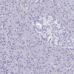 Invitrogen PITPNM3 Polyclonal Antibody 100 &mu;L; Unconjugated:Antibodies,