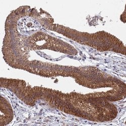 Invitrogen FAM89A Polyclonal Antibody 100 &mu;L; Unconjugated:Antibodies,