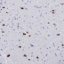 Invitrogen BEX5 Polyclonal Antibody 100 &mu;L; Unconjugated:Antibodies,