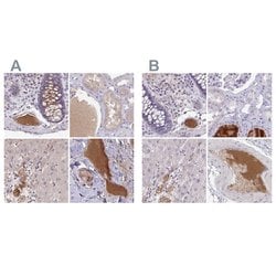 Invitrogen HGF Activator Polyclonal Antibody 100 &mu;L; Unconjugated:Antibodies,