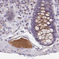 Invitrogen HGF Activator Polyclonal Antibody 100 &mu;L; Unconjugated:Antibodies,
