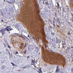 Invitrogen HGF Activator Polyclonal Antibody 100 &mu;L; Unconjugated:Antibodies,