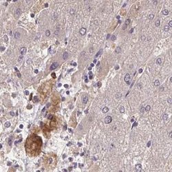 Invitrogen HGF Activator Polyclonal Antibody 100 &mu;L; Unconjugated:Antibodies,